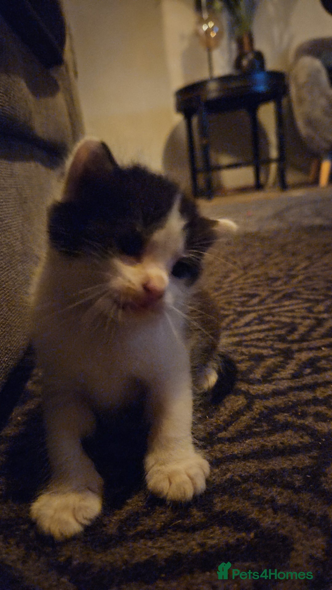 Mixed Breed cats for sale: 4 beautiful mixed kittens  - Image 4