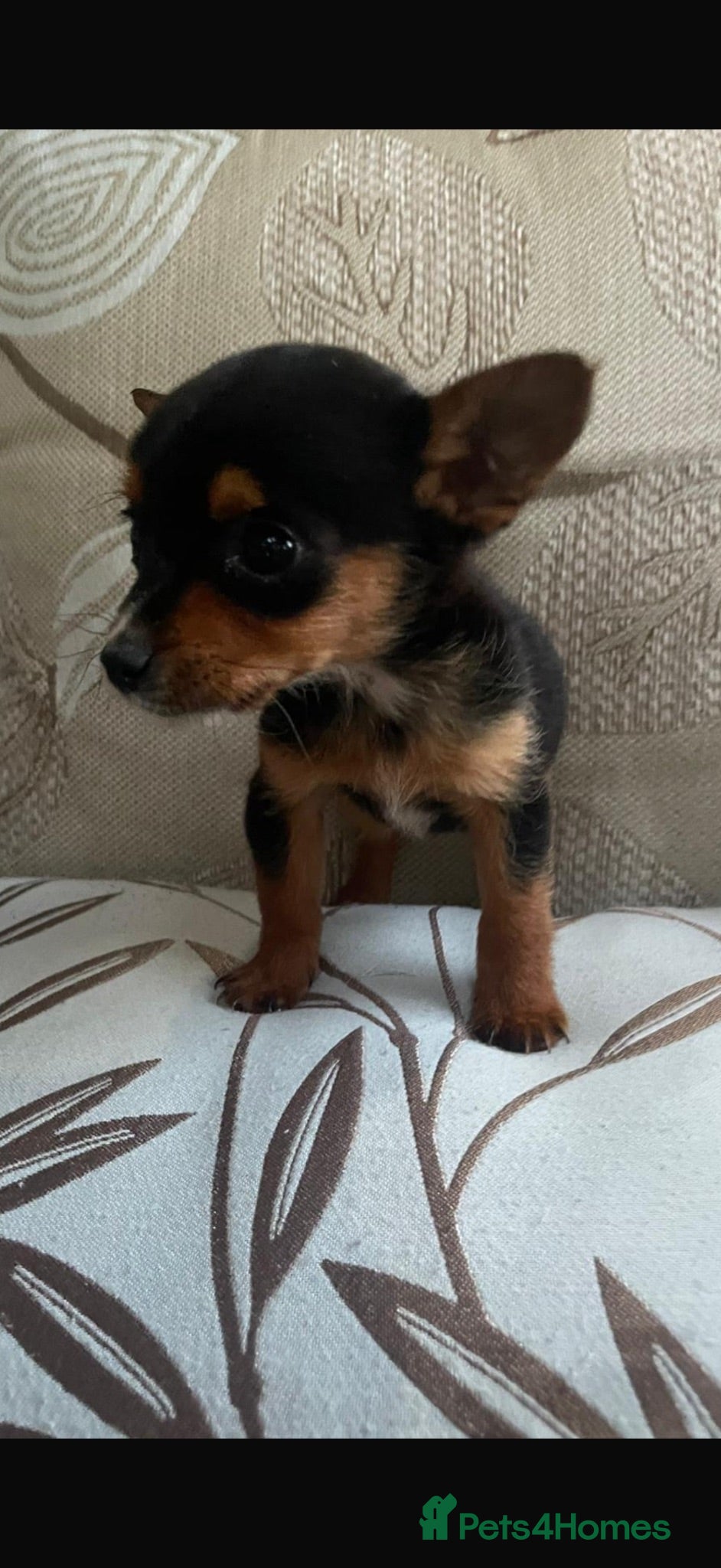 Mixed Breed dogs Girl Chihuahua puppy  - Advert 2