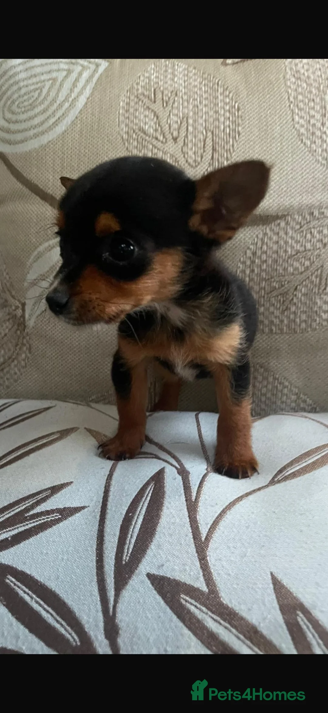 Mixed Breed dogs for sale: Girl Chihuahua puppy  - Advert 1