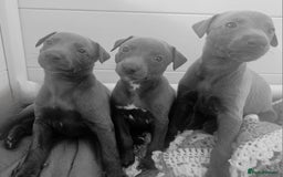 Whippet dogs for sale: KC Registered Blue Laguna Whippets - Image 23