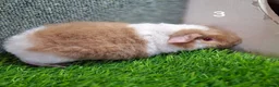Guinea Pig rodents for sale: Attractive baby boy Guinea Pigs - Advert 5