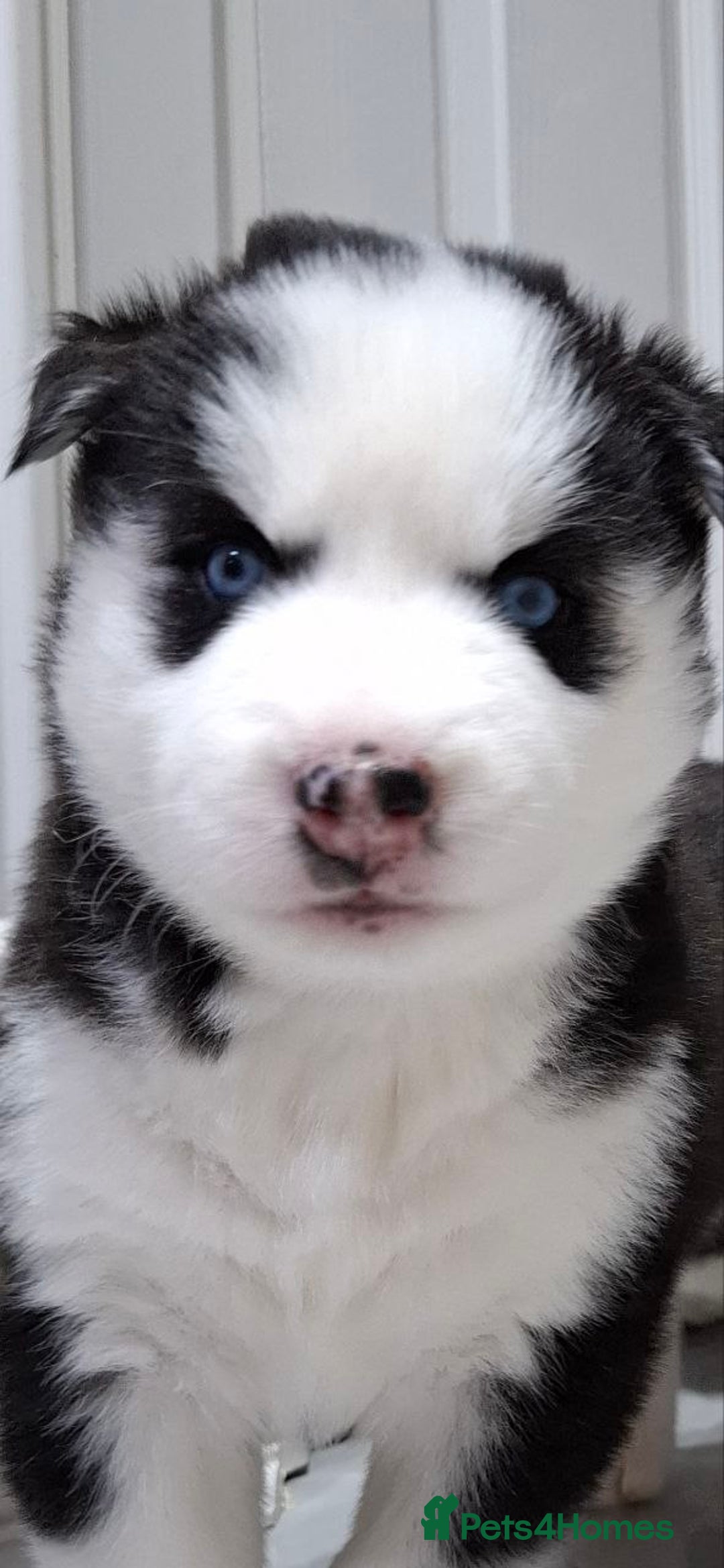 Siberian Husky dogs for sale: Siberian Huskies 1 Male 4 Female - Advert 38