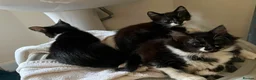 Domestic Shorthair cats for sale: 6 Kittens ready to go ASAP!  in West Drayton - Advert 18
