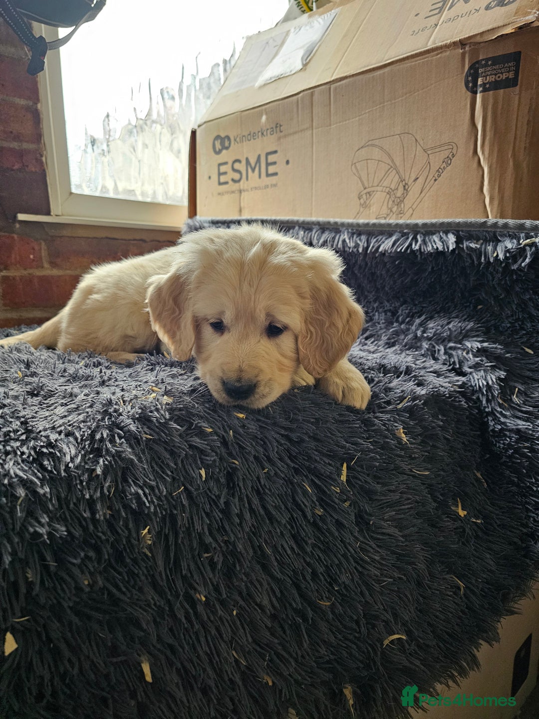 Golden Retriever dogs for sale: Golden Retriever puppy's  Ready to leave now  - Advert 11