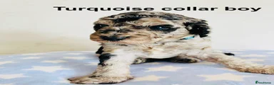 Cockapoo 1 - turquoise collar boy 