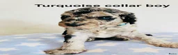Cockapoo dogs for sale: Stunningly unique health/DNA tested Cockapoos  - Advert 34