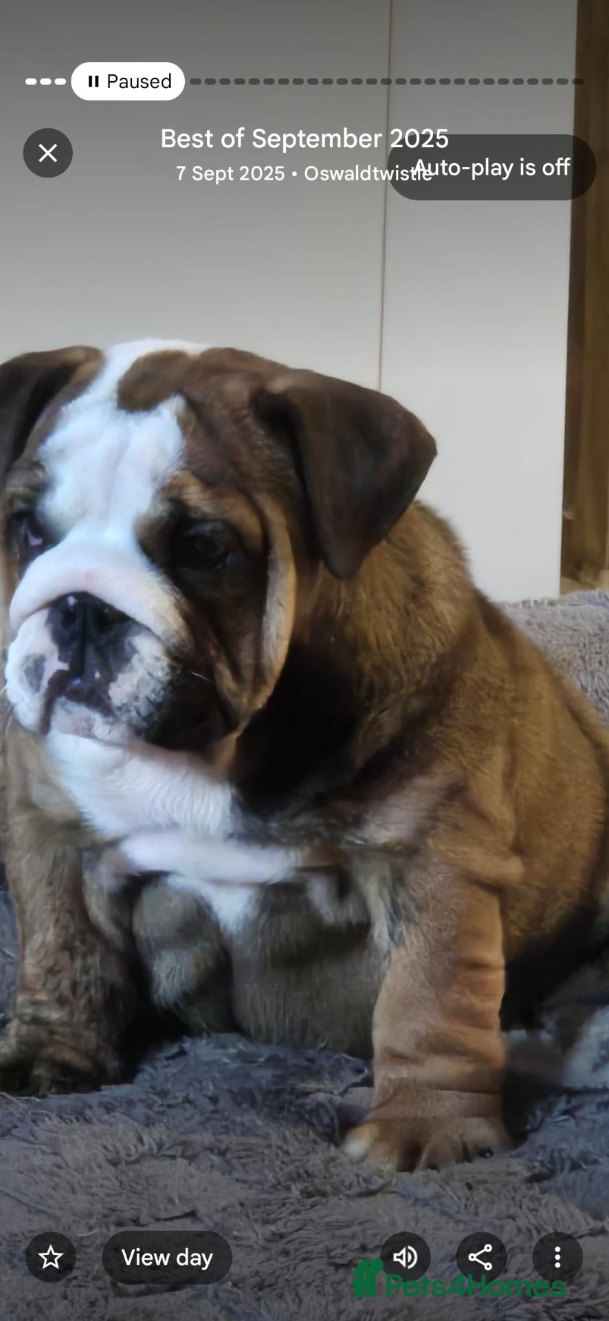 English Bulldog dogs Beautiful bulldog bitch - Advert 14