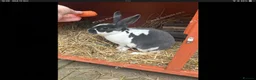 Rex rabbits for sale: Mini re **  in Liverpool - Advert 14