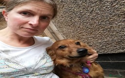 Mixed Breed dogs for adoption: 💖🐶 SANDY 🐶💖 - Image 12