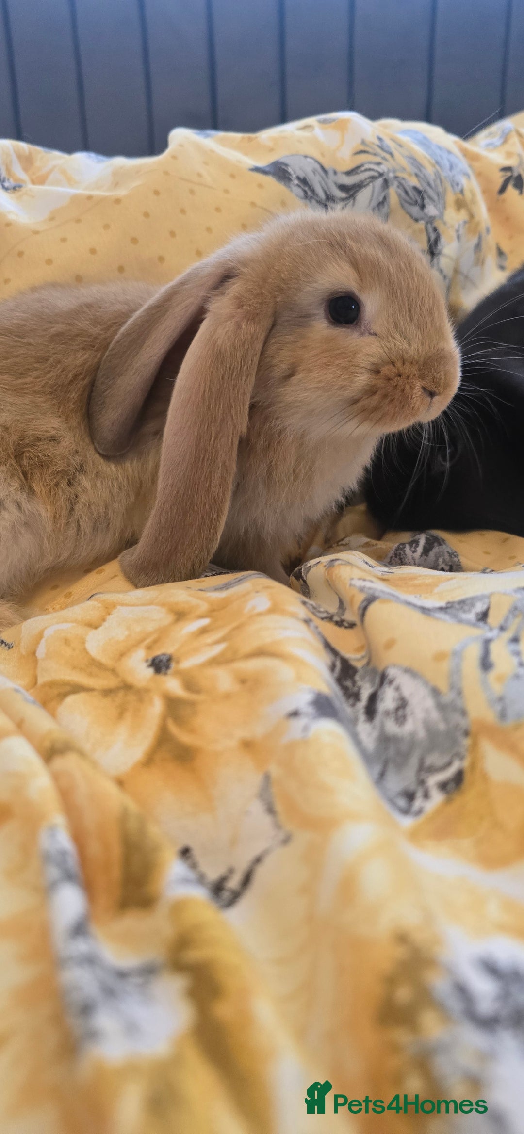 French Lop rabbits for sale: Beautiful French Lop bunnies - Image 20