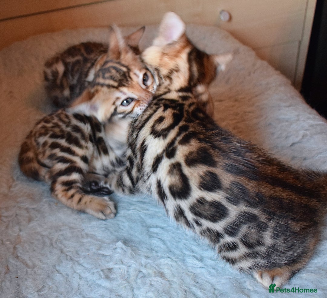 Bengal cats for sale: Beautiful Bengal kittens - Image 6