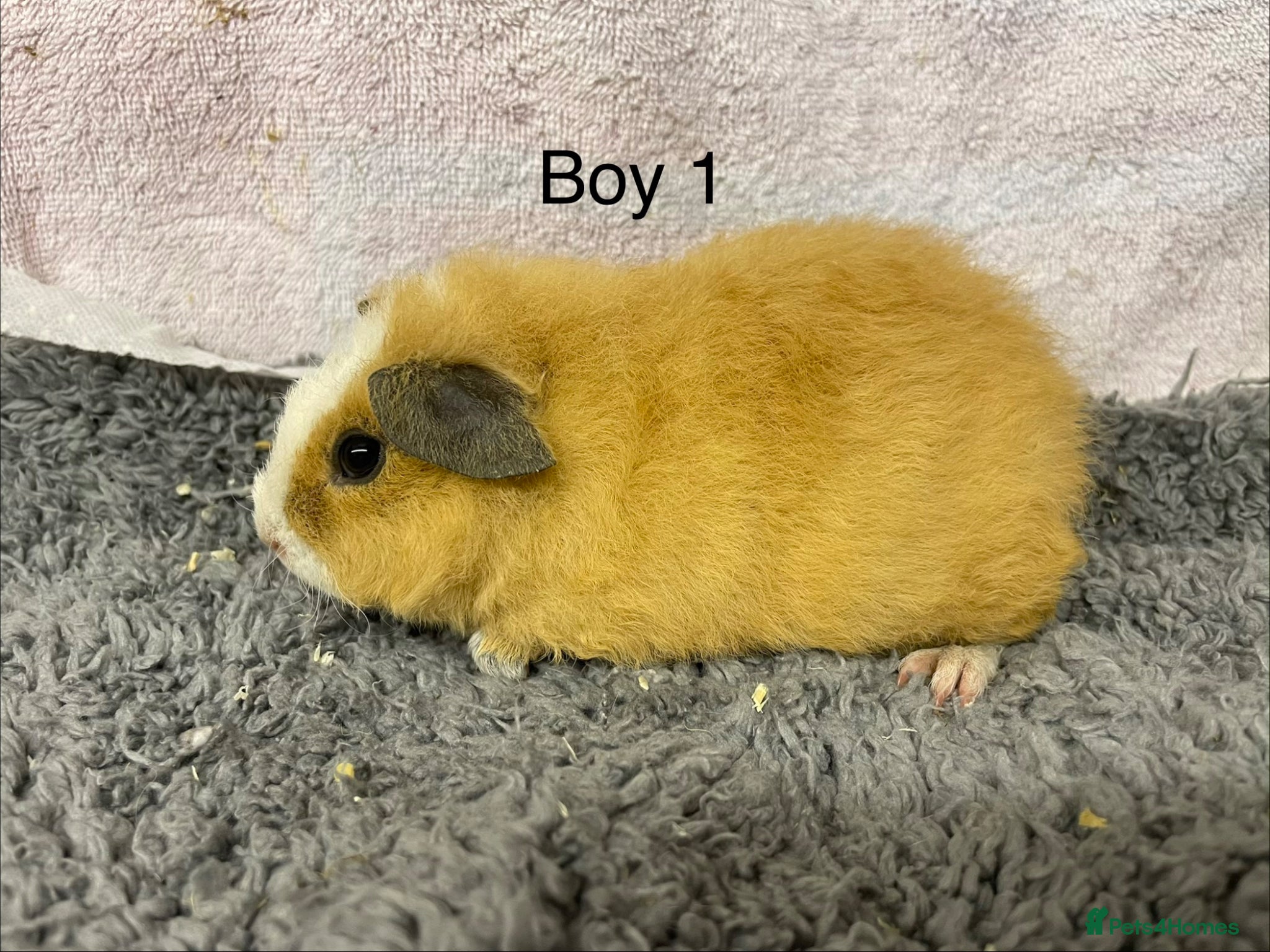 Guinea Pig rodents for sale: Beautiful teddy boy babies  - Advert 1