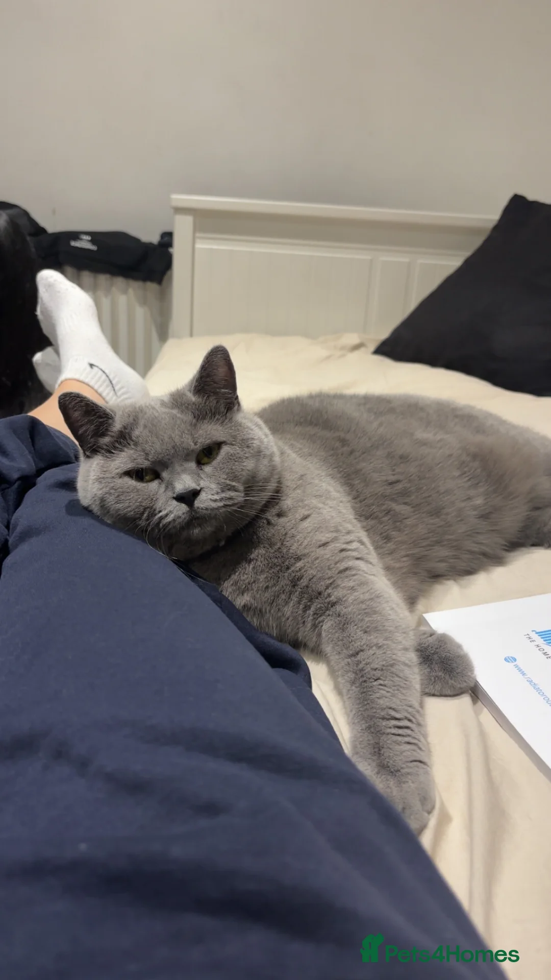 British Shorthair cats for sale: Female British shorthair cat - Advert 2