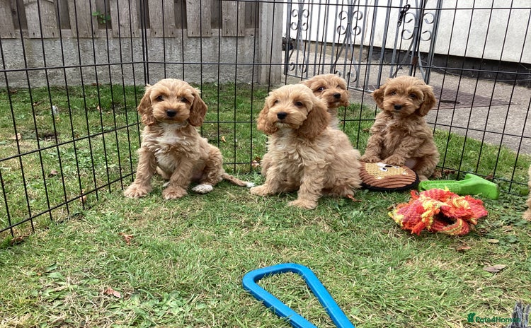 Cockapoo dogs - Advert 4