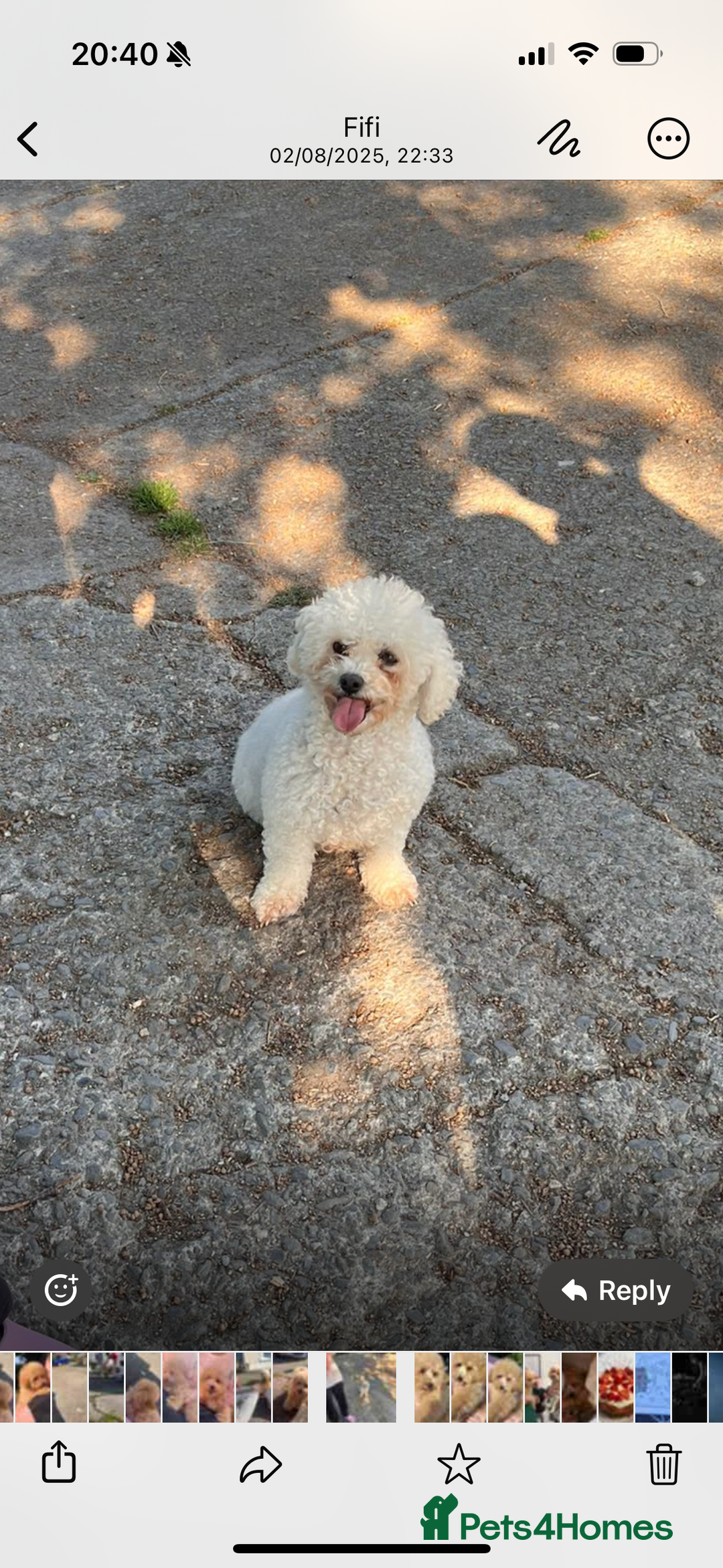 Poochon dogs for sale: Poochon  - Image 8