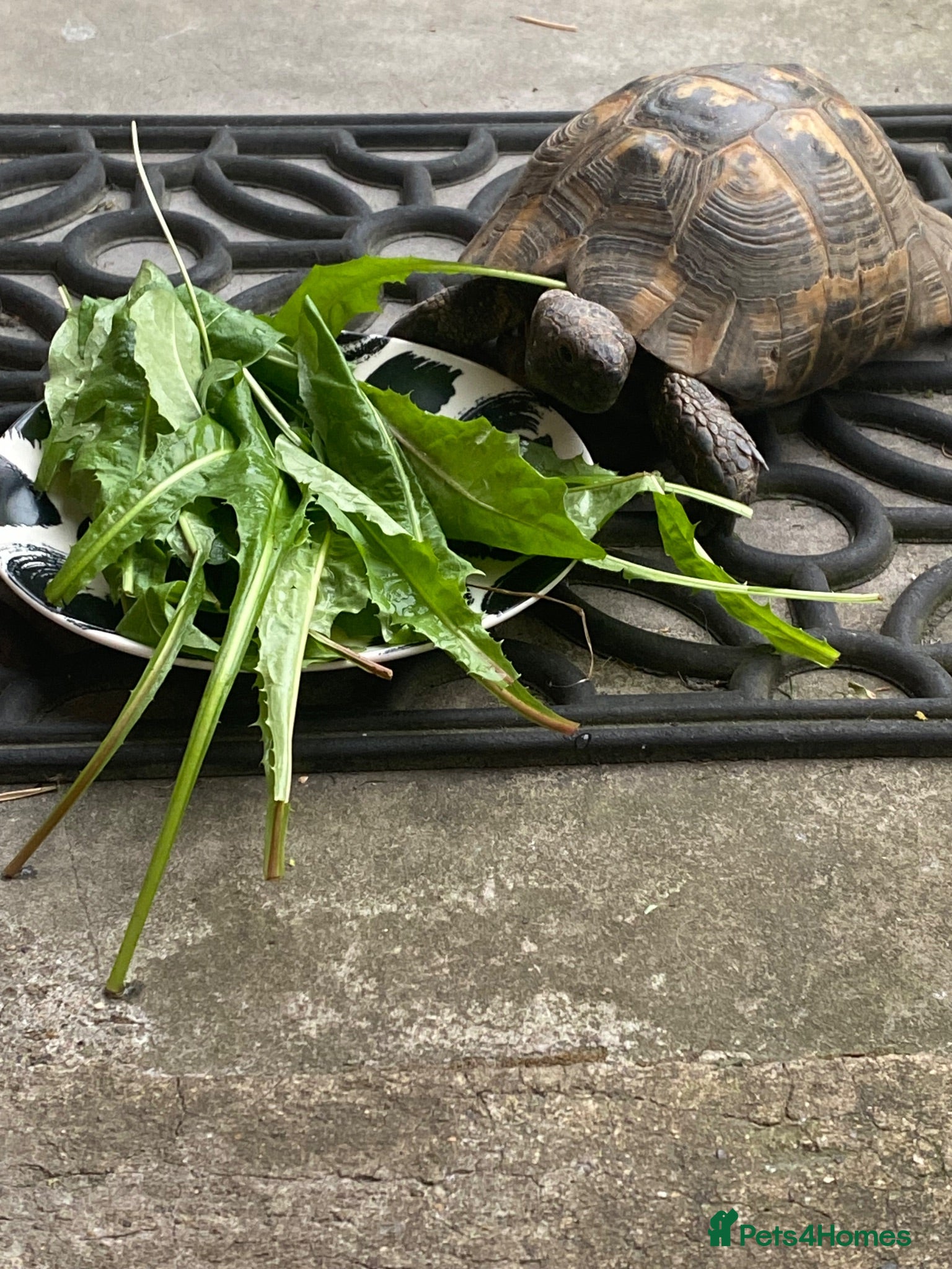 Tortoise reptiles Spur Thigh Tortosie - Advert 1