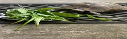 Tortoise reptiles for sale: Spur Thigh Tortosie in Beaconsfield - Advert 1