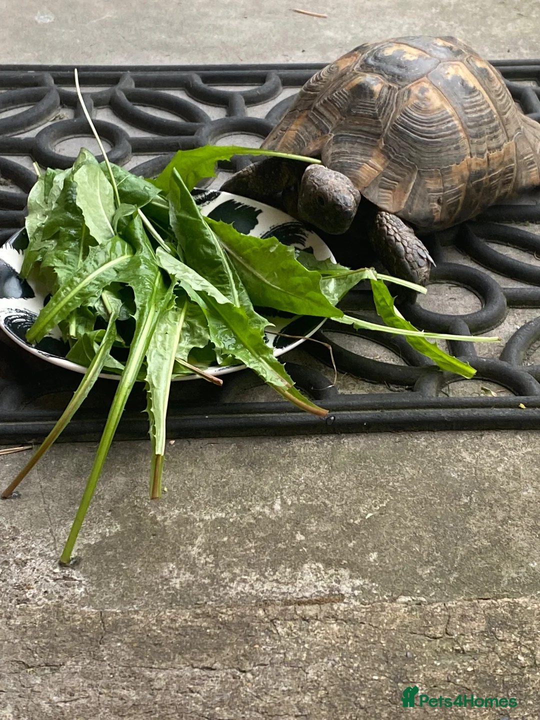 Tortoise reptiles for sale: Spur Thigh Tortosie in Beaconsfield - Advert 1