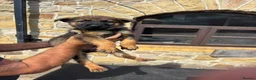 German Shepherd dogs for sale: German Shepherd puppies for sale - Advert 7