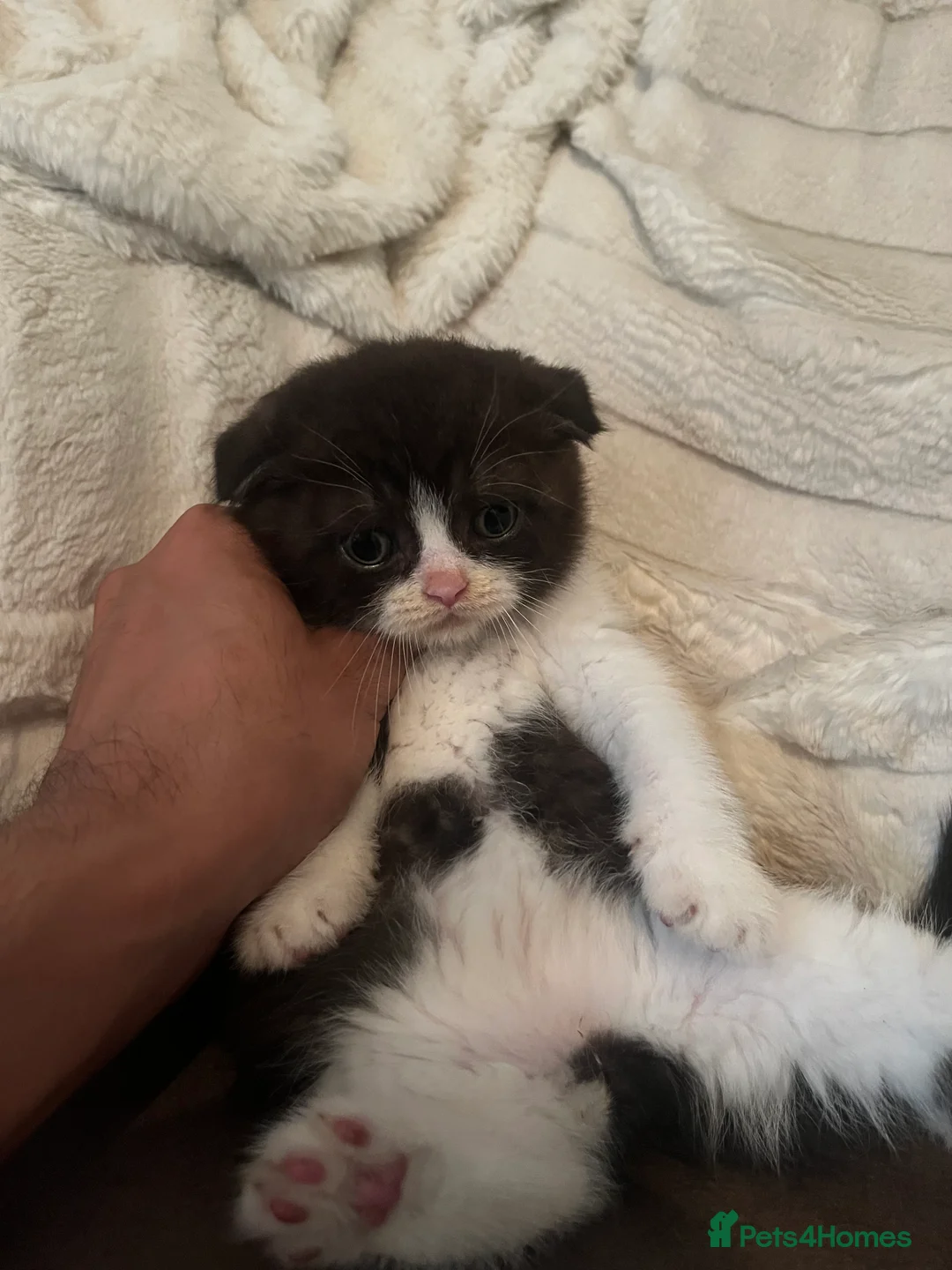 Scottish Fold cats for sale: Reg. Scottish fold - super special babies - Advert 10