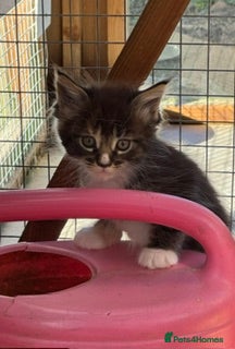 Maine Coon cats A stunning litter of Maine coon kittens  - Advert 6