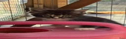 Maine Coon cats for sale: A stunning litter of Maine coon kittens  - Advert 1