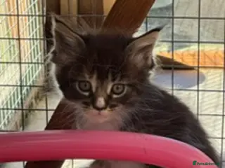 Maine Coon cats A stunning litter of Maine coon kittens - Advert 16