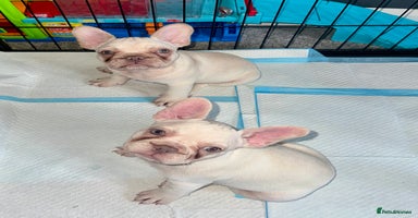French Bulldog dogs - Advert 9