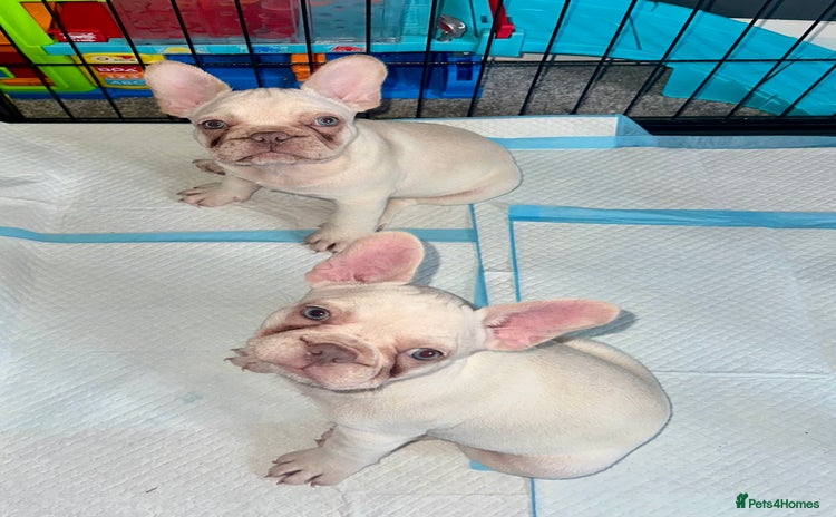 French Bulldog dogs - Advert 13
