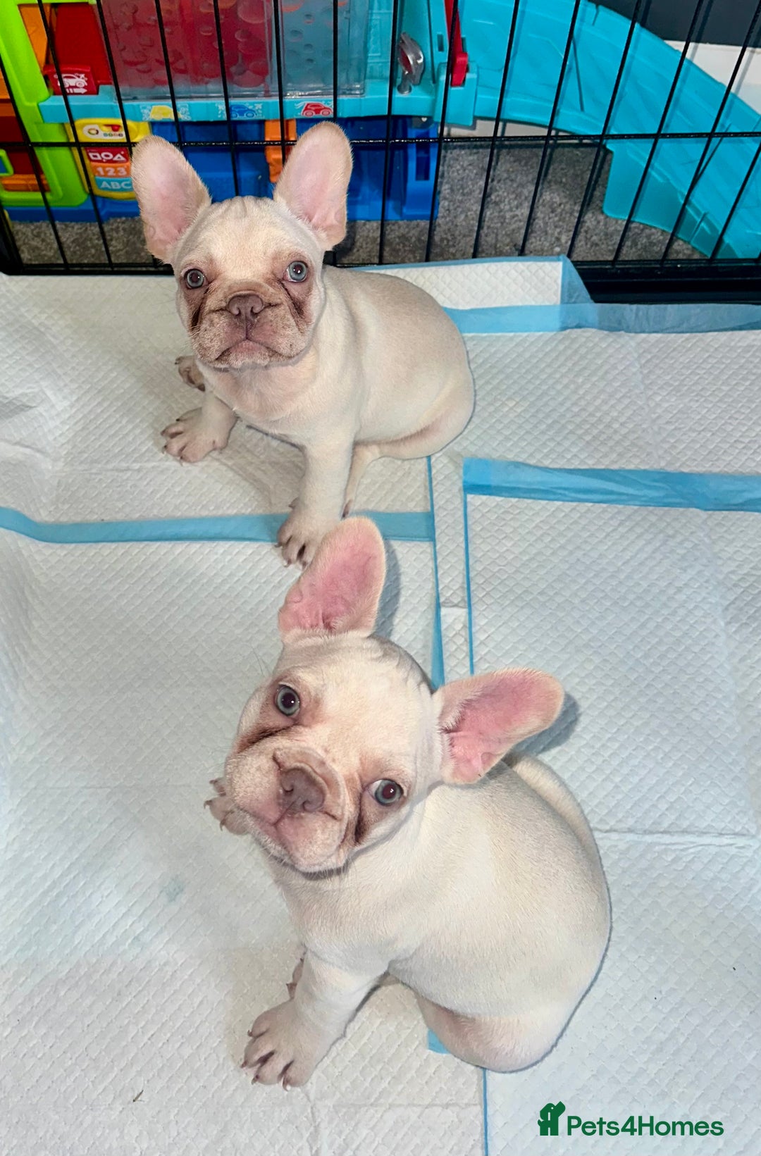 French Bulldog dogs for sale: READY NOW!! KC registered French bulldogs - Image 3