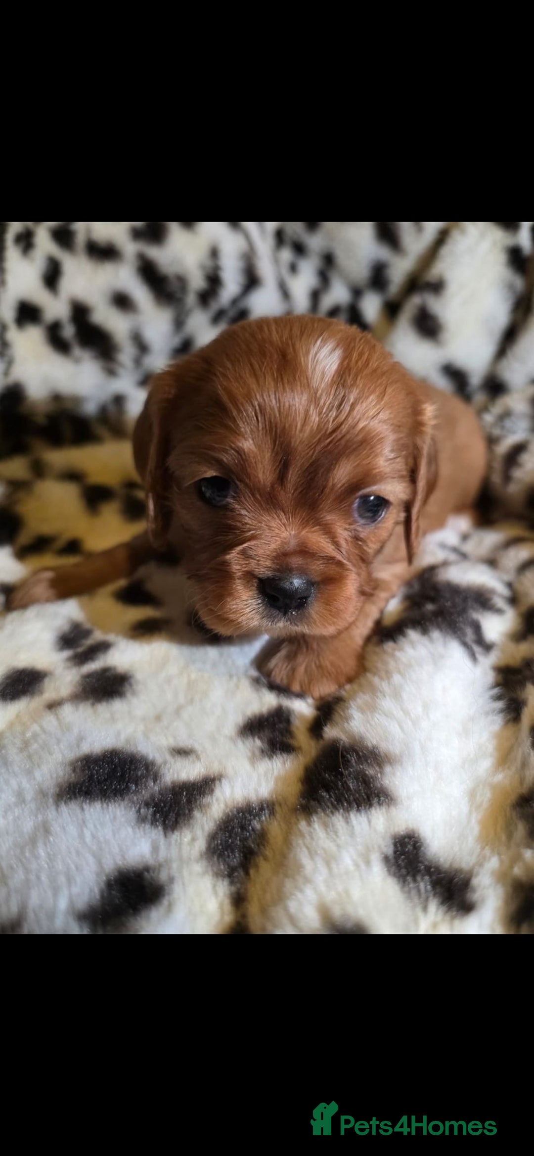 Cavalier King Charles Spaniel dogs for sale: 💫CKC STUNNING PUPPIES HEALTH TESTED 💫 - Advert 14