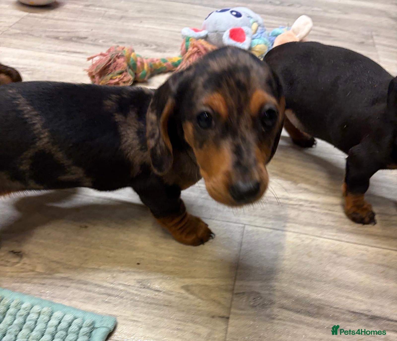 Miniature Dachshund dogs Beautiful Fully health check mini Dachshund pups - Advert 2