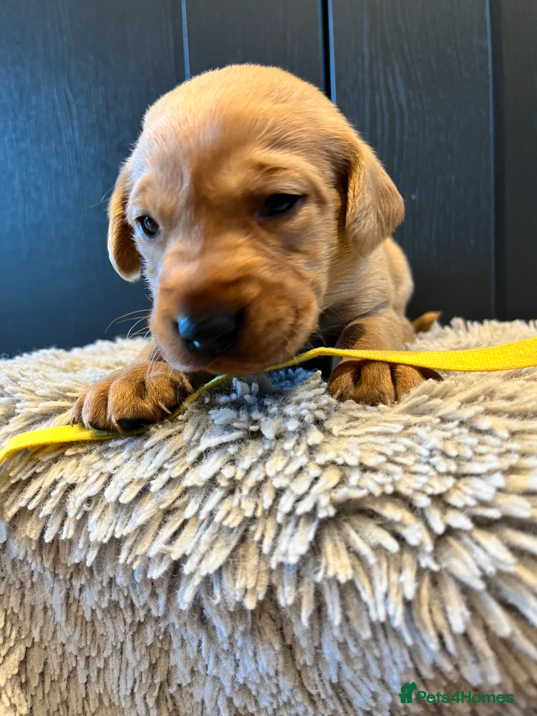 Labrador Retriever dogs for sale:  Fox red Labrador pups for sale, KC registered - Advert 35