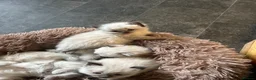 Ragdoll cats for sale: Gorgeous ragdoll kittens  in Bishop Auckland - Advert 6
