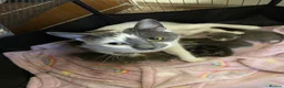 Mixed Breed cats for sale: 4 Adorable Mixed-Breed Kittens — 2 Girls & 2 Boys in Colchester - Advert 1