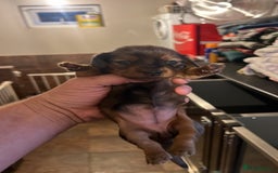 Miniature Dachshund dogs for sale: 4 long hair dachshund  - Image 11