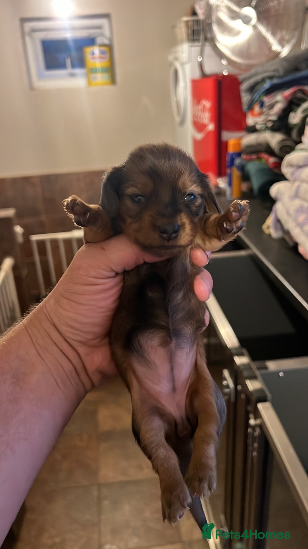 Miniature Dachshund dogs for sale: 4 long hair dachshund  - Image 11