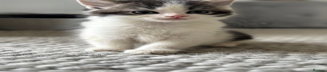 Persian Kitten 1