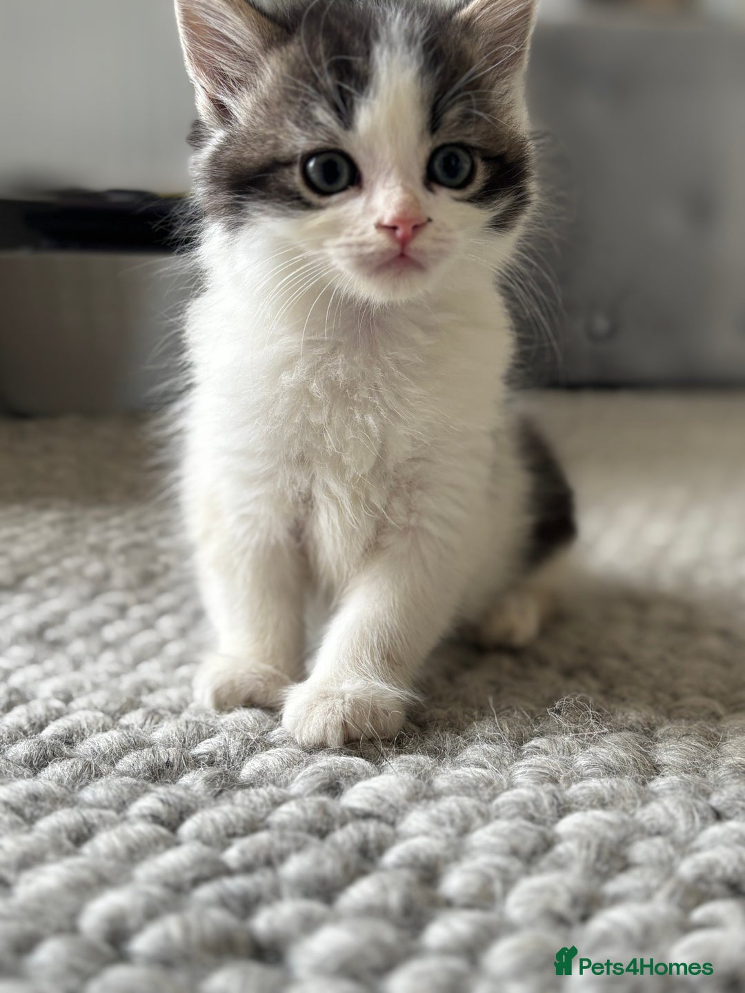 Persian cats for sale: Persian Russian doll x kittens  - Image 9
