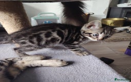 Bengal cats for sale: Bengal x Ragdoll kittens  - Image 18