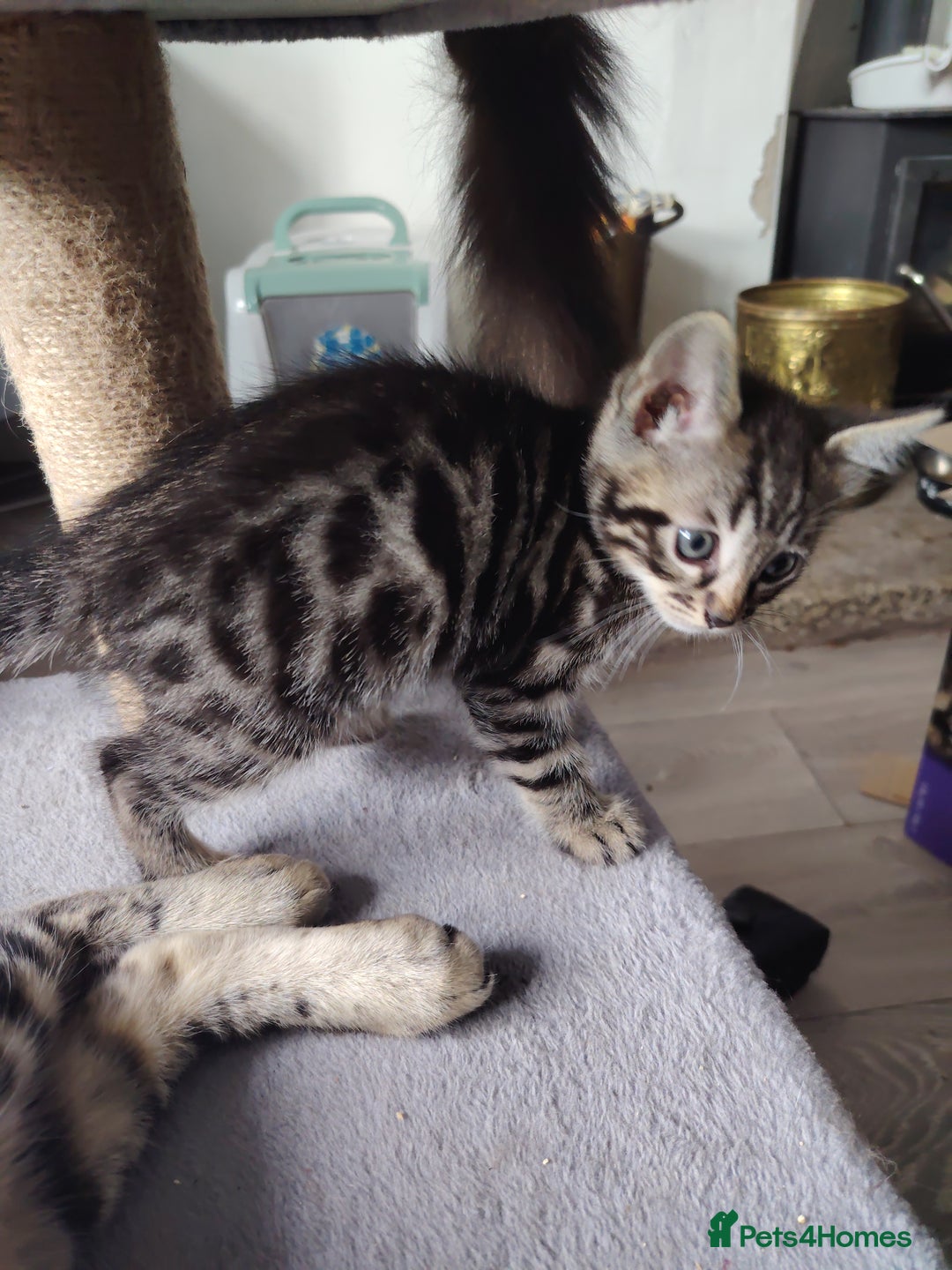 Bengal cats for sale: Bengal x Ragdoll kittens  - Image 18