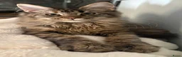 Maine Coon cats for sale: GCCF Registered Maine Coons - Advert 1