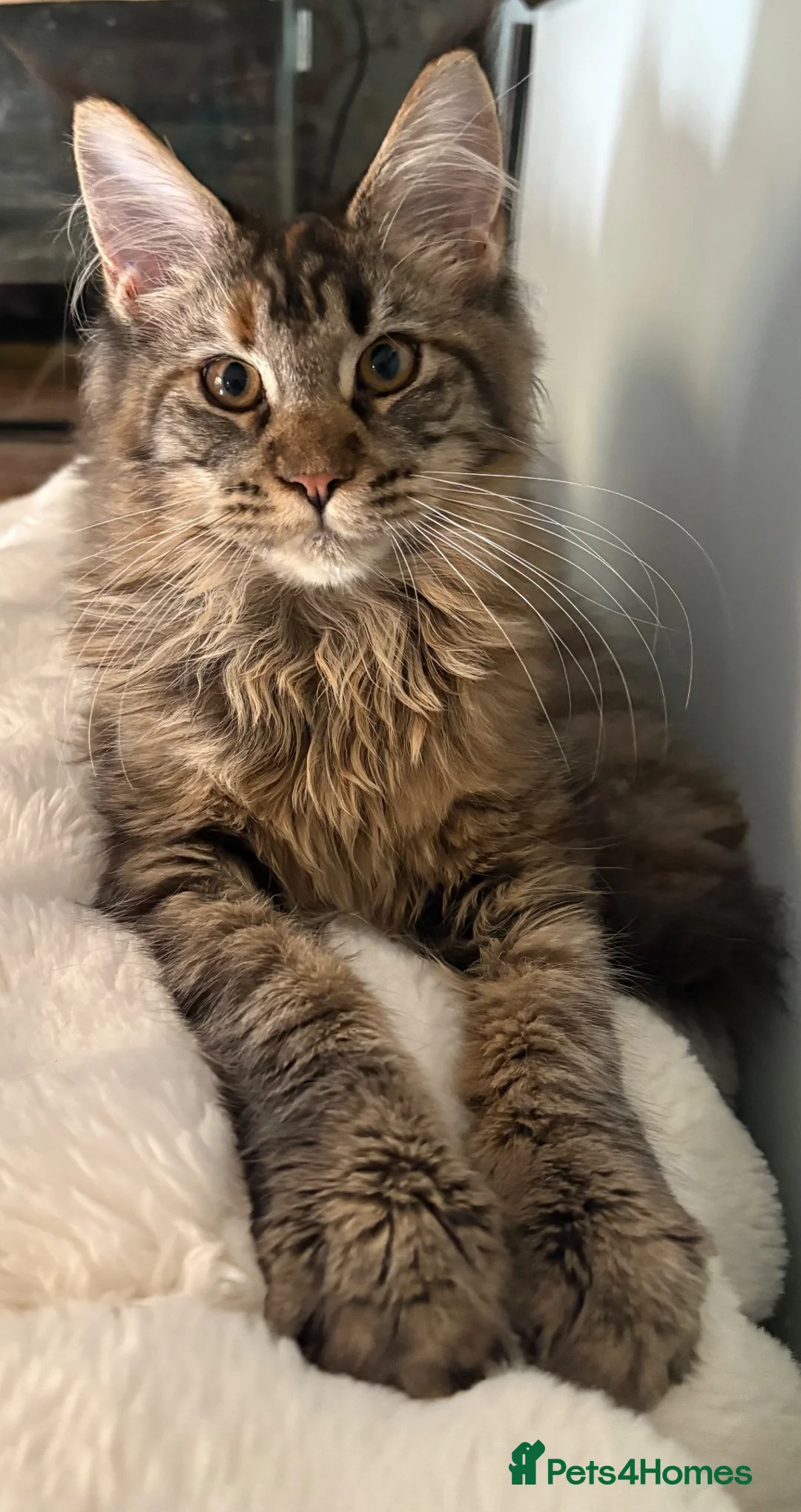 Maine Coon cats for sale: GCCF Registered Maine Coons - Advert 1