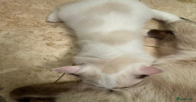 Ragdoll cats - Advert 6