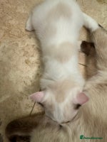 Ragdoll cats - Advert 2