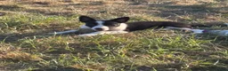 Border Collie dogs for sale: Beautiful pups - Advert 13