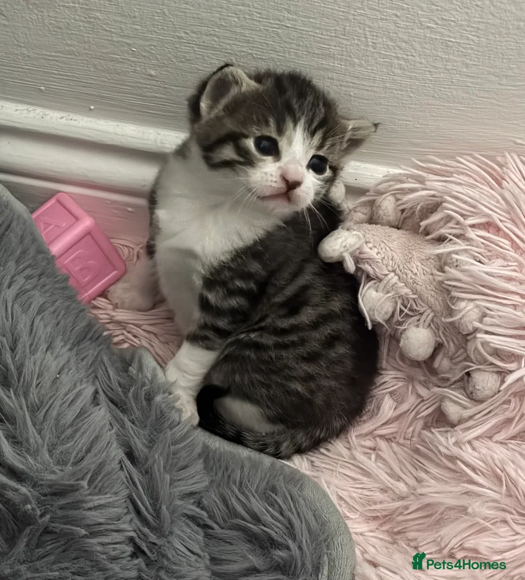 Mixed Breed cats for sale: Beautiful kittens. - Advert 2