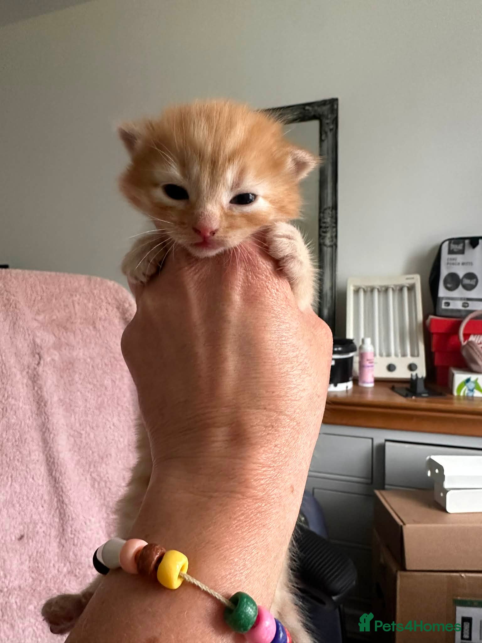 Domestic Shorthair cats European shorthair kittens  - Advert 2