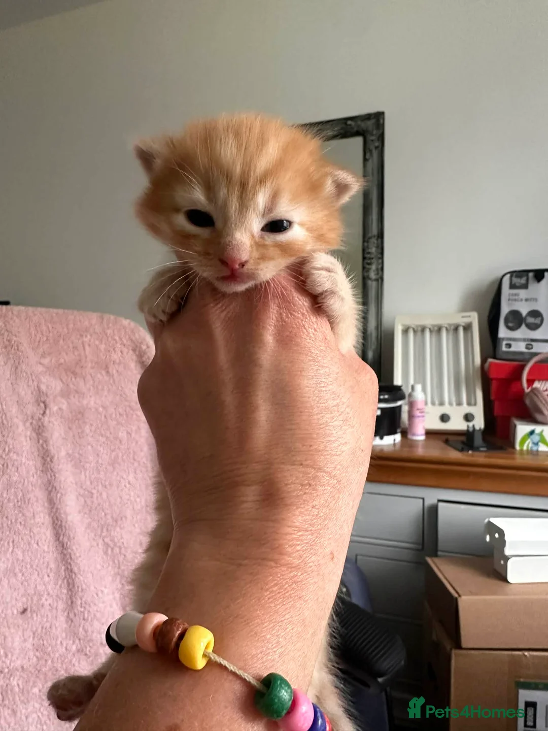 Domestic Shorthair cats for sale: European shorthair kittens  - Advert 1