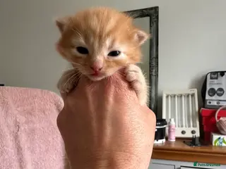 Domestic Shorthair cats European shorthair kittens - Advert 2